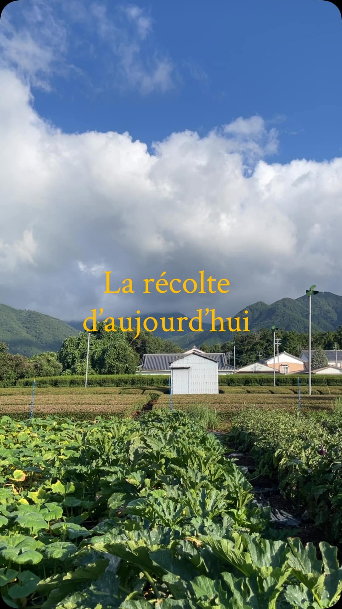 La récolte d’aujourd’hui 