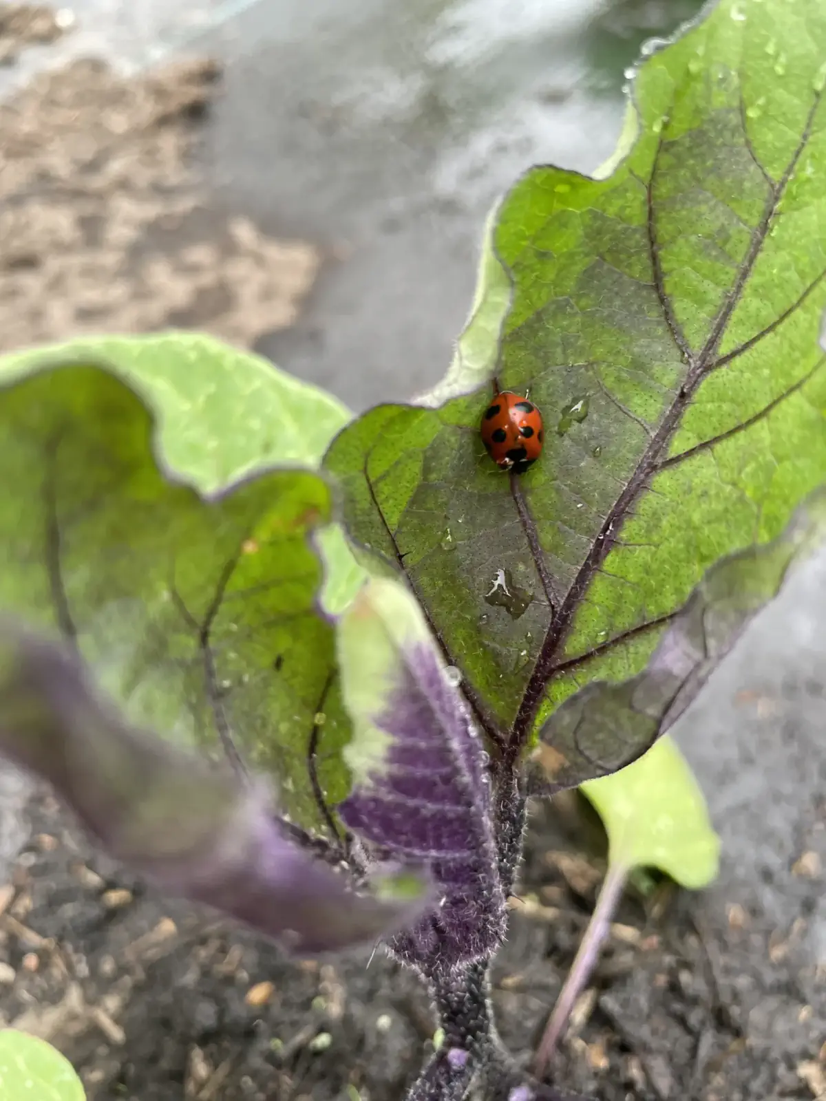 土と野菜の写真