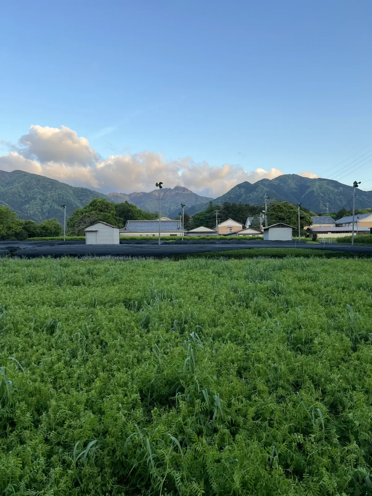 畑の風景