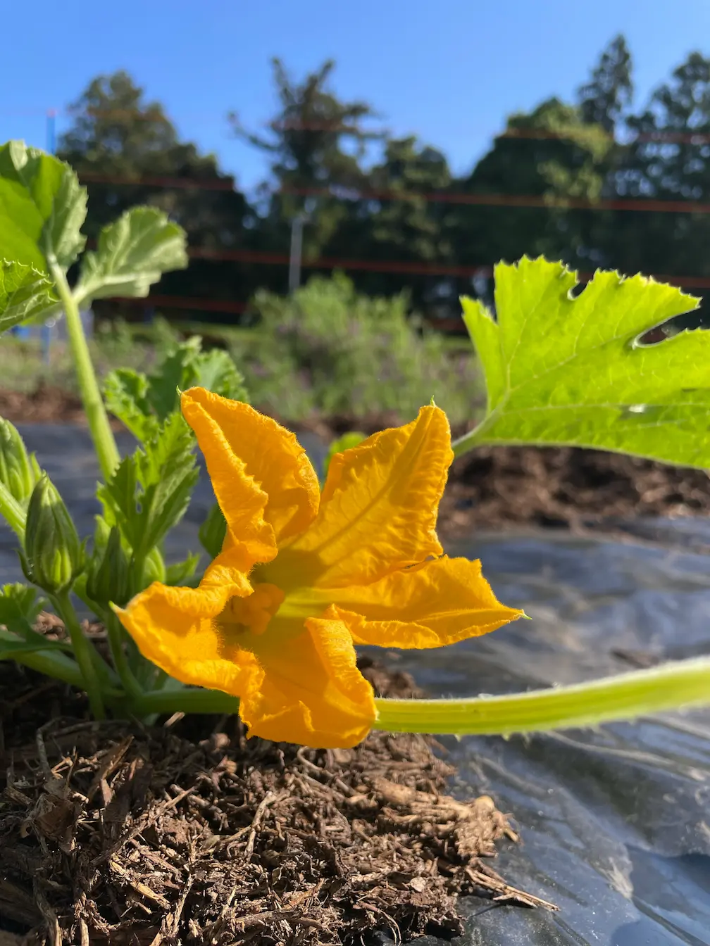 ズッキーニの花